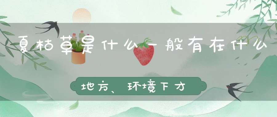 夏枯草是什么一般有在什么地方、环境下才有？