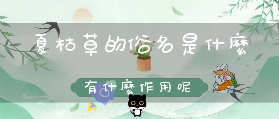 夏枯草的俗名是什麽有什麽作用呢？