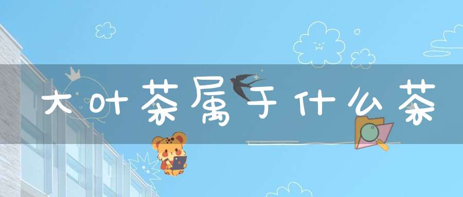 大叶茶属于什么茶?