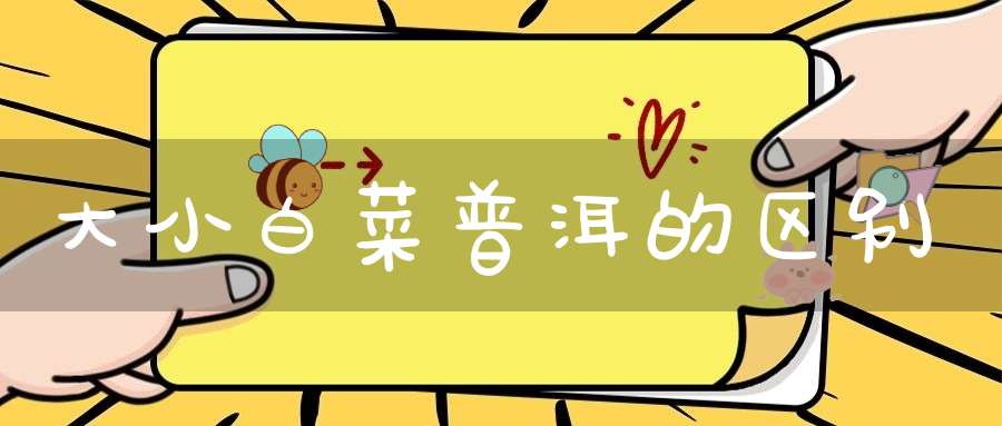 大小白菜普洱的区别