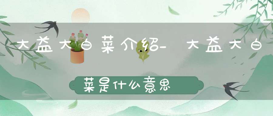大益大白菜介绍_大益大白菜是什么意思