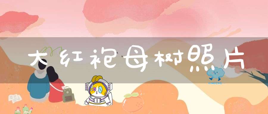 大红袍母树照片