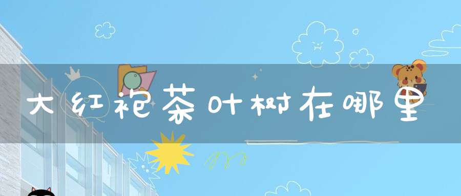 大红袍茶叶树在哪里