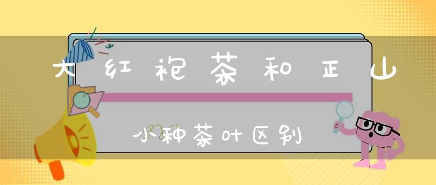 大红袍茶和正山小种茶叶区别