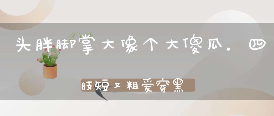 头胖脚掌大，像个大傻瓜。四肢短又粗，爱穿黑大褂（打一动物）