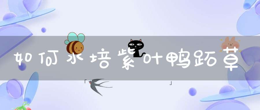 如何水培紫叶鸭跖草？