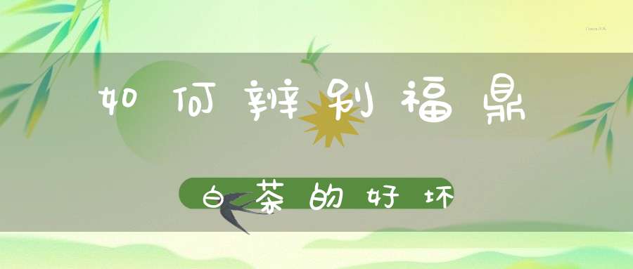 如何辨别福鼎白茶的好坏