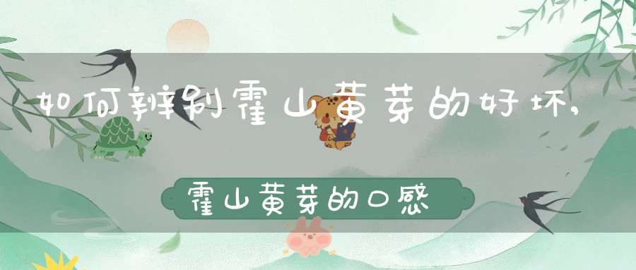 如何辨别霍山黄芽的好坏,霍山黄芽的口感怎么样