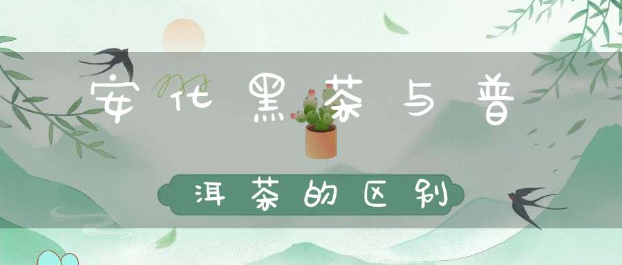 安化黑茶与普洱茶的区别