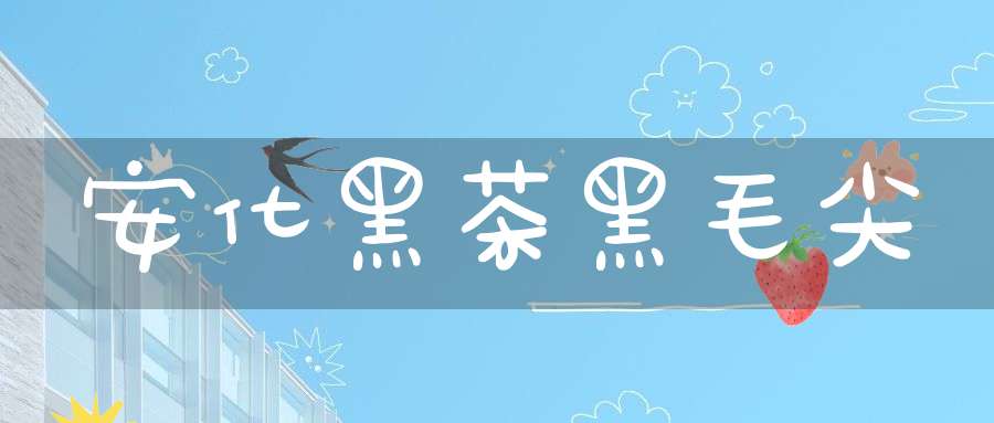 安化黑茶黑毛尖