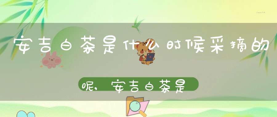 安吉白茶是什么时候采摘的呢,安吉白茶是什么时候采摘的茶叶
