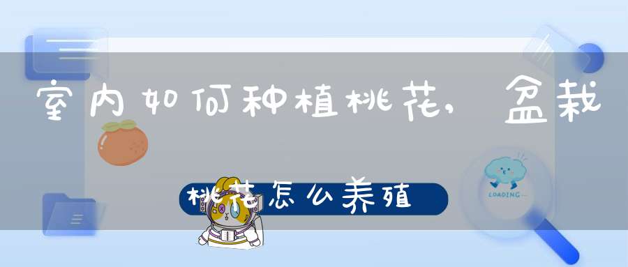 室内如何种植桃花,盆栽桃花怎么养殖？