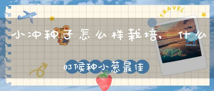 小冲种子怎么样栽培,什么时候种小葱最佳时间