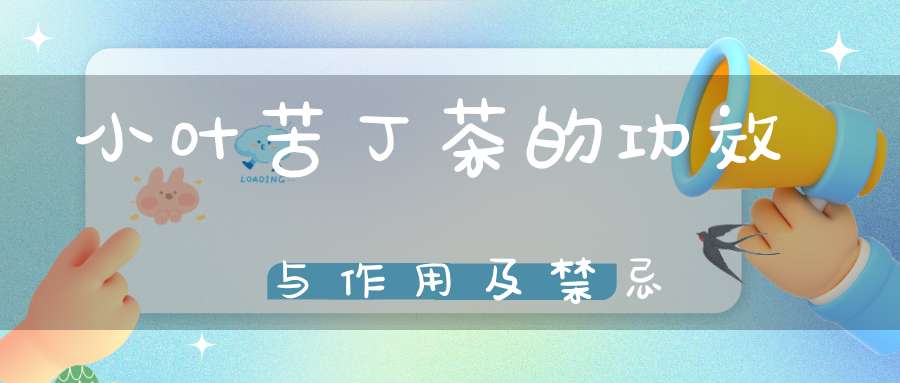 小叶苦丁茶的功效与作用及禁忌