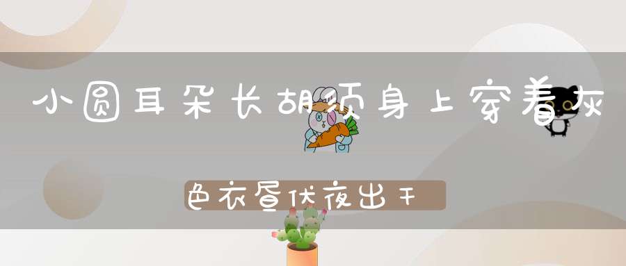 小圆耳朵长胡须，身上穿着灰色衣，昼伏夜出干坏事，人人喊猜坏东西。 （猜一动物）