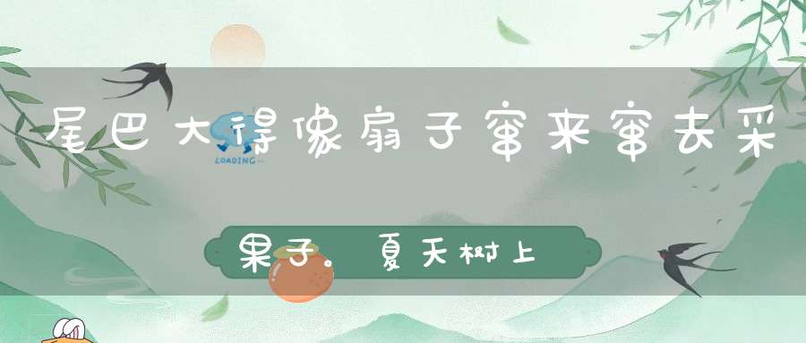 尾巴大得像扇子，窜来窜去采果子。夏天树上来乘凉，到了冬天洞里