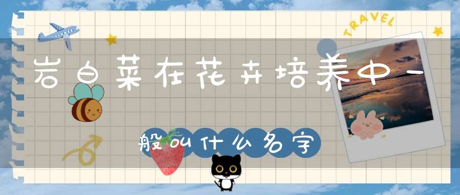岩白菜在花卉培养中一般叫什么名字？