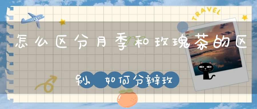 怎么区分月季和玫瑰茶的区别,如何分辨玫瑰和月季茶