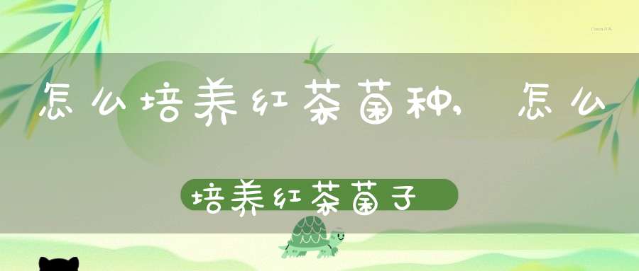 怎么培养红茶菌种,怎么培养红茶菌子