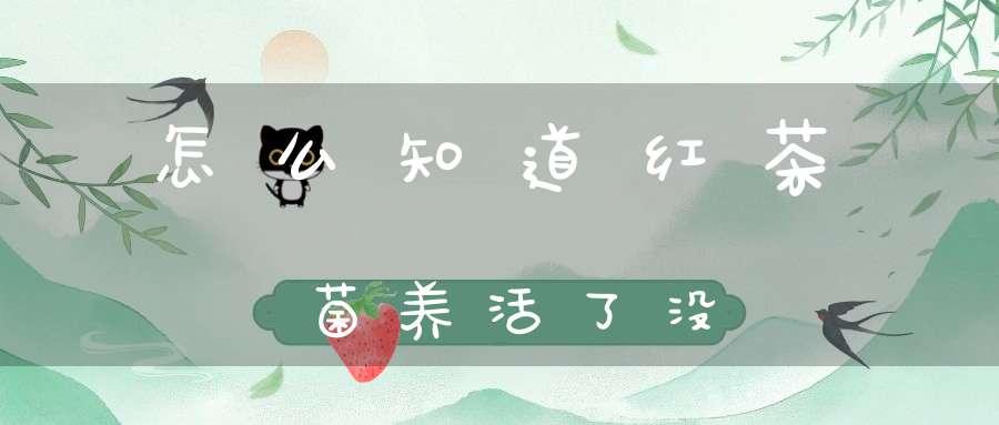 怎么知道红茶菌养活了没