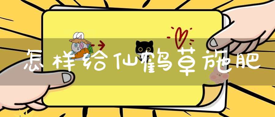 怎样给仙鹤草施肥？