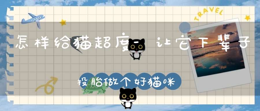 怎样给猫超度-让它下辈子投胎做个好猫咪