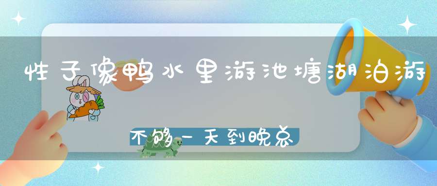 性子像鸭水里游，池塘湖泊游不够，一天到晚总成双，夫妻恩爱乐悠悠。 （猜一动物）
