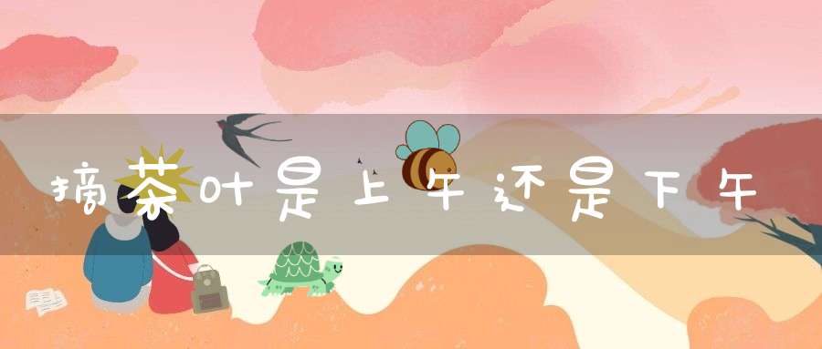 摘茶叶是上午还是下午