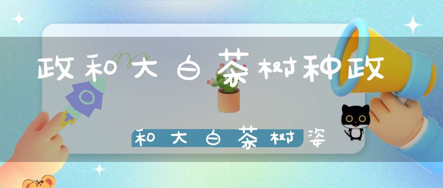 政和大白茶树种政和大白茶树姿