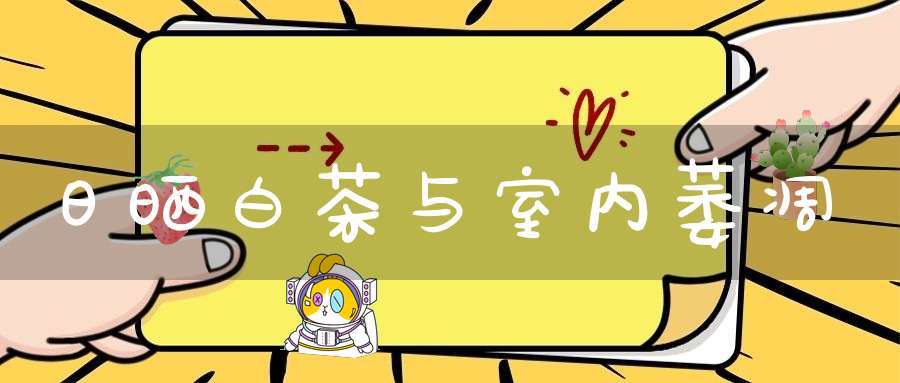 日晒白茶与室内萎凋