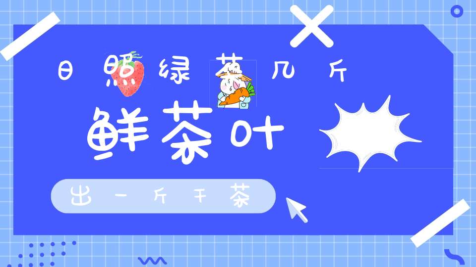 日照绿茶几斤鲜茶叶出一斤干茶
