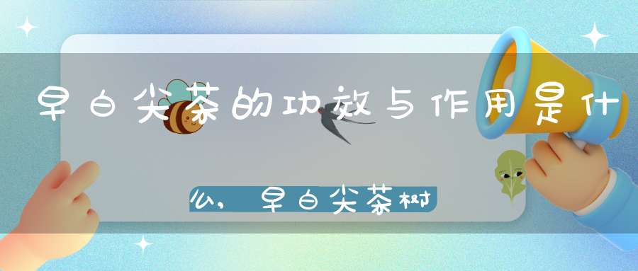 早白尖茶的功效与作用是什么,早白尖茶树品种