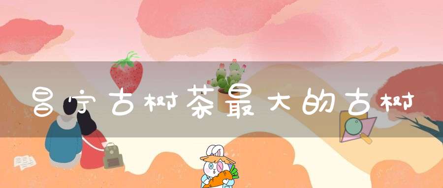 昌宁古树茶最大的古树