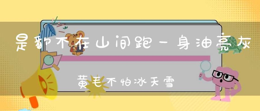 是豹不在山间跑，一身油亮灰黄毛，不怕冰天雪地冷，常在海里洗凉澡。 （猜一动物）