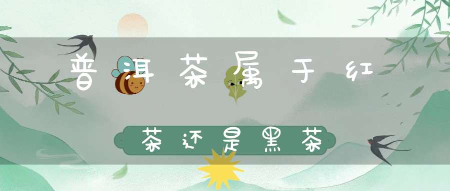 普洱茶属于红茶还是黑茶