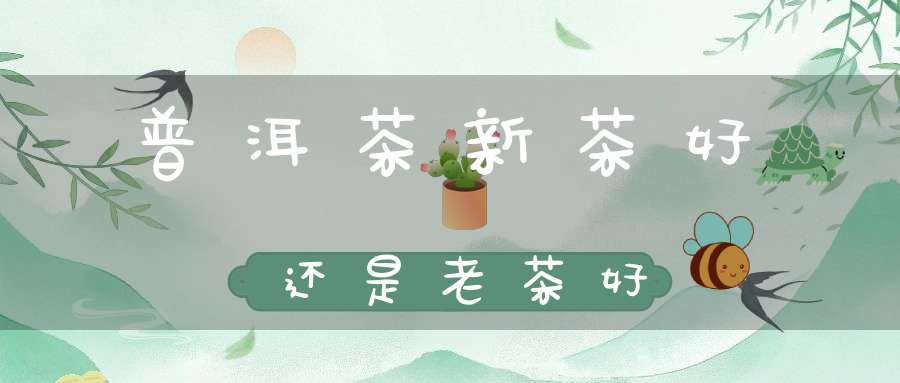 普洱茶新茶好还是老茶好