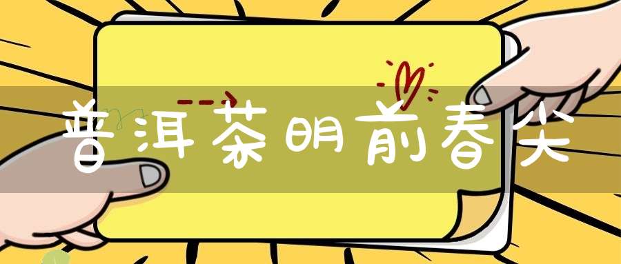 普洱茶明前春尖