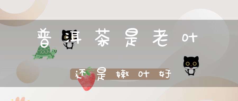 普洱茶是老叶还是嫩叶好