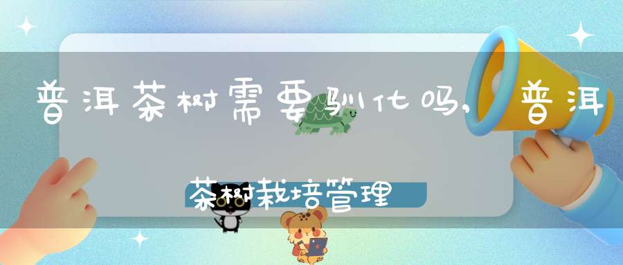 普洱茶树需要驯化吗,普洱茶树栽培管理