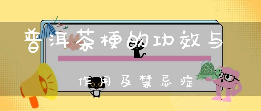 普洱茶梗的功效与作用及禁忌症