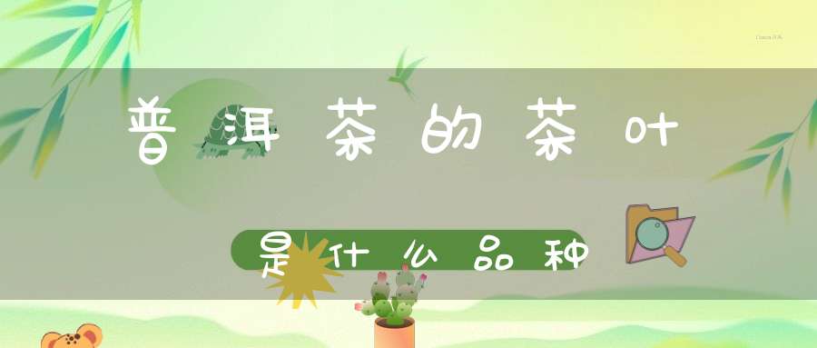 普洱茶的茶叶是什么品种