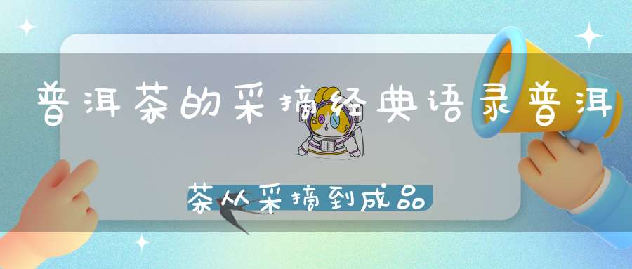 普洱茶的采摘经典语录普洱茶从采摘到成品的工序