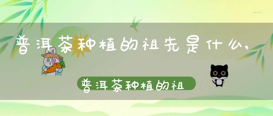 普洱茶种植的祖先是什么,普洱茶种植的祖先是