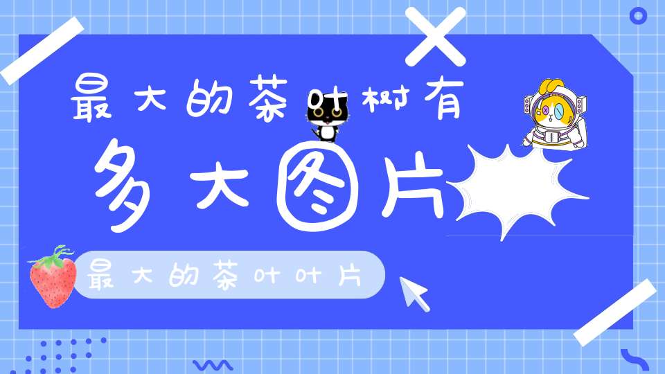 最大的茶叶树有多大图片最大的茶叶叶片