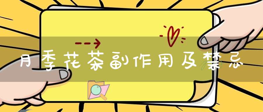 月季花茶副作用及禁忌