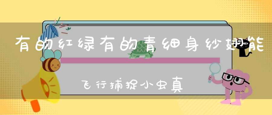 有的红绿有的青，细身纱翅能飞行，捕捉小虫真灵敏，晴天飞来雨天停。 （猜一昆虫）