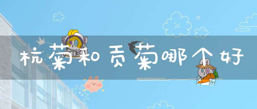 杭菊和贡菊哪个好