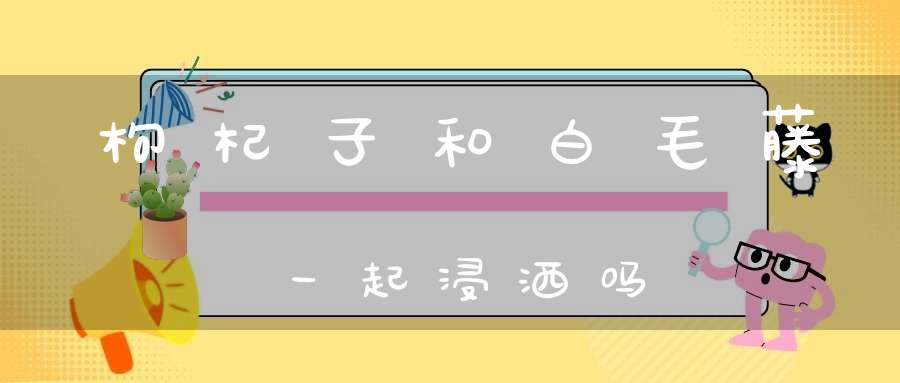 枸杞子和白毛藤一起浸洒吗？