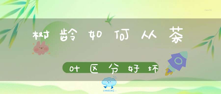 树龄如何从茶叶区分好坏