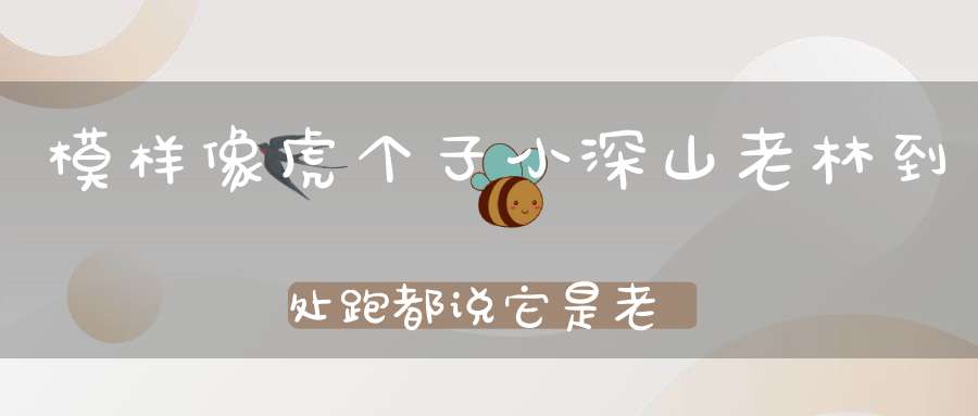 模样像虎个子小，深山老林到处跑，都说它是老财迷，金钱绣上大黄袄。 （猜一动物）